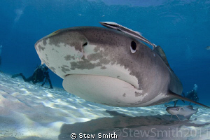 Smiley checking out my dome port by Stew Smith 